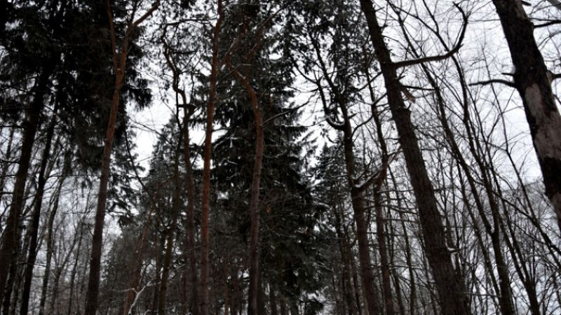 Франция алармира за опасен паразит, унищожаващ боровите гори